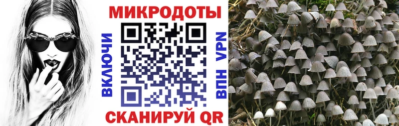 Галлюциногенные грибы Psilocybe  где купить   Остров 